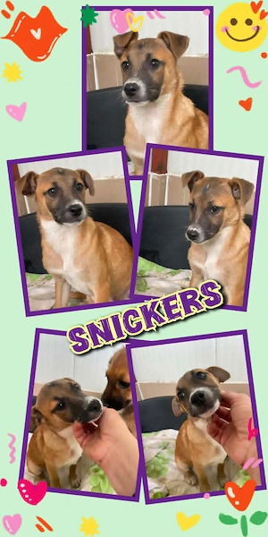 wunderschöner, goliger Welpenjunge "Snickers" sucht ein schönes Zuhause