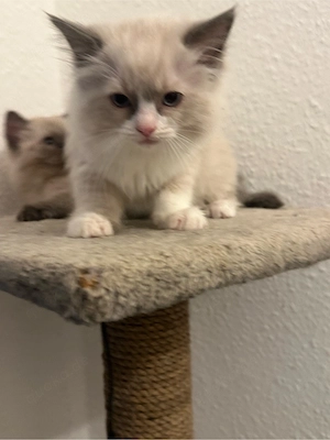 l Es handelt sich um Ragdoll-Kitten, sie sind zwei Monate a