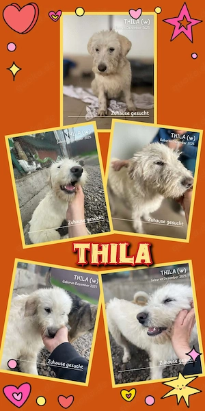 zauberhafte, junge, wunderschöne Hündin "Thila" sucht ein liebevolles Zuhause