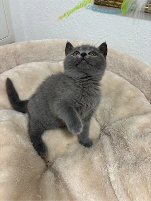 Bkh Kitten