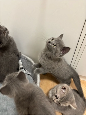 Bkh kitten