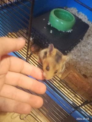 Gold Hamster Babys