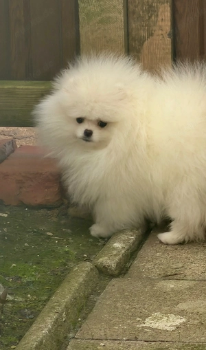 Wunderschöne Pomeranian Mädchen sucht liebevolles Zuhause Bild 4