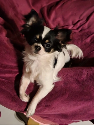 Chihuahua Pärchen nur zusammen mit Zubehör Bild 3