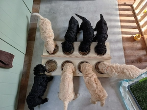 Zuckersüße große Goldendoodle Welpen 