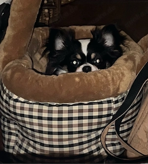Chihuahua Pärchen nur zusammen mit Zubehör Bild 2