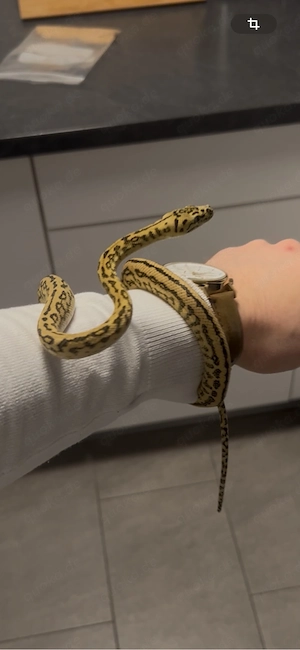 Verkaufe Morelia spilota cheynei (50% german Blood)