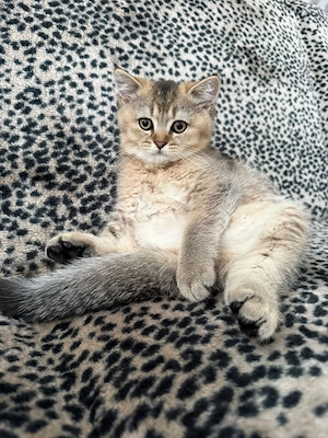 BKH-Lookalikes   kitten BKH-Typ in Black Golden Shaded 