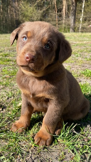    Liebevolle Labrador Hündin 10 wochen   