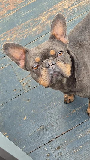 Französische Bulldogge 