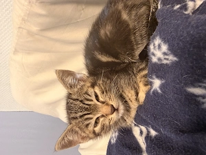Kitten suchen ein neues Zuhause 
