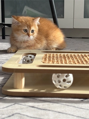 Schöner Britisch Kurzhaar kitten 