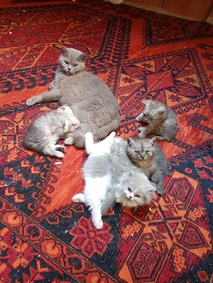 Britisch Langhaar und Britische kurzhaar KITTEN