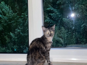 Babykatzen 