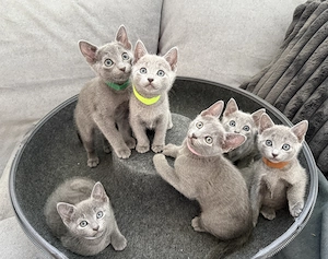 Russisch Blau Kitten  "von Prinzbach " mit exzellentem Stammbaum