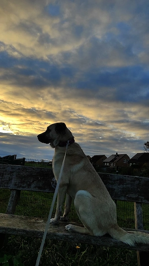 Kangal hündin abzugeben 
