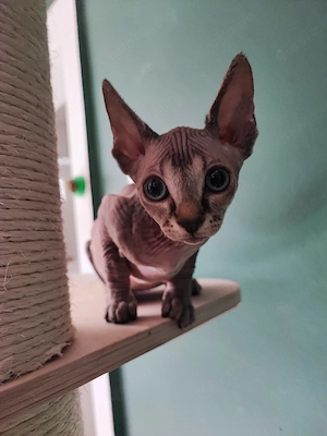 Canadian Sphynx Mädchen 
