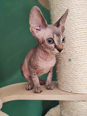 Canadian Sphynx Mädchen 