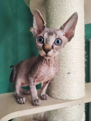 Canadian Sphynx Mädchen 