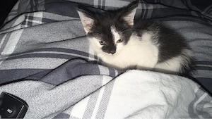 Luna 2 Jahre wird über mich vermittelt von einer Freundin 