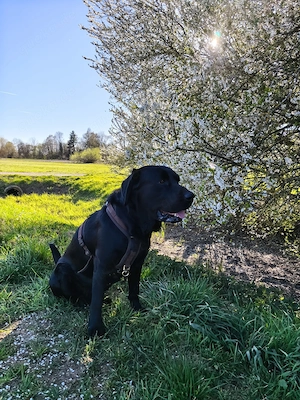 Labrador in ein liebevolles Zuhause abzugeben 