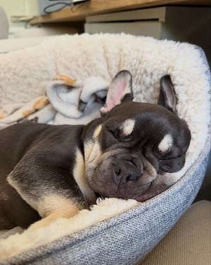 Französische Bulldoggenwelpe Bild 4