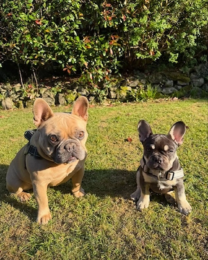 Französische Bulldoggenwelpe Bild 5