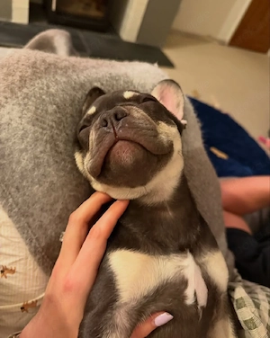 Französische Bulldoggenwelpe Bild 3