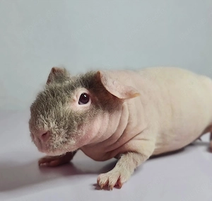 Skinny Pig Bild 4