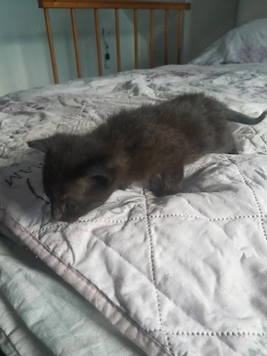 Zwei Katzen kitten 