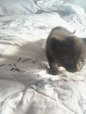 Ein süßes kleines Mädchen kitten 