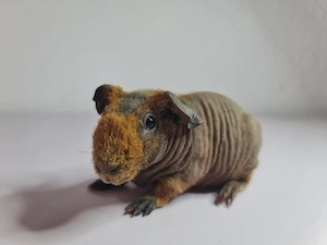 Skinny Pig Bild 2