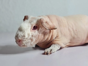 Skinny Pig Bild 3