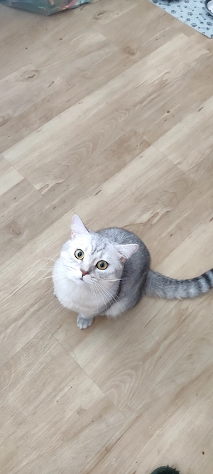 DRINGEND wird ein neues Zuhause gesucht für meine Kater Milan (grau BKH) und Kasimir (schwarz EKH)