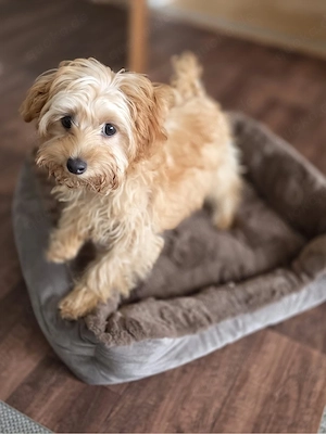 Wunderschöner Maltipoo