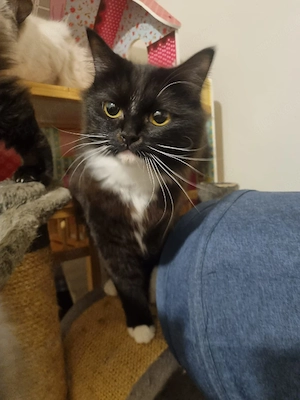 Norwegische Waldkatzen