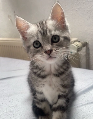 Maine-Coon Bengal Mix Kätzchen