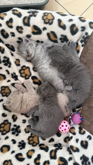 BKH Kitten Reinrassig
