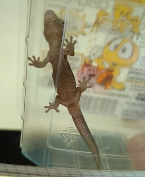 eurydactylodes occidentalis, Chamäleongecko 