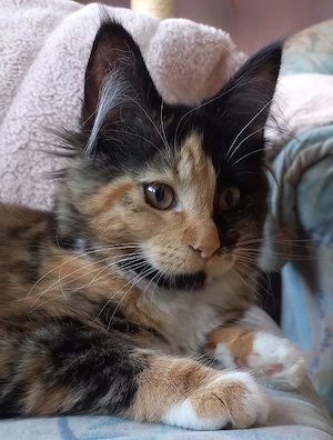 kleines Maine Coon Mädchen