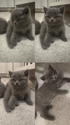 Reinrassige BKH kitten 