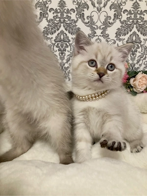Schöne Kitten BKH Point Tabby  sucht ihr liebes zu Hause Bild 6