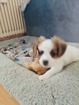Eine Süße Mischling Welpen abgeben