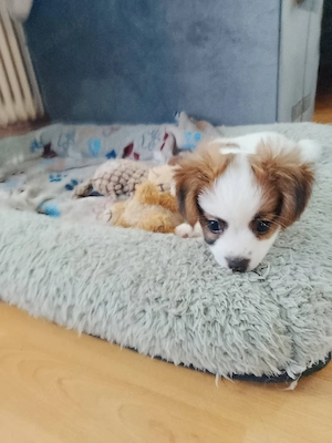 Eine Süße Mix - Papillion Welpen abgeben Bild 3