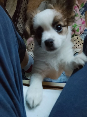 Eine Süße Mix - Papillion Welpen abgeben Bild 5