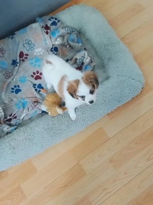 Eine Süße Mix - Papillion Welpen abgeben Bild 2