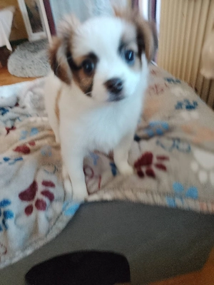 Eine Süße Mix - Papillion Welpen abgeben Bild 4
