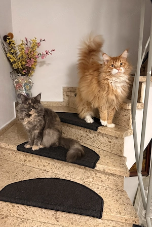 Zwei Maine Coon Katzen Weibchen und Männchen 