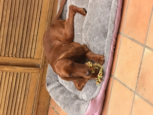 Irish Red Setter Hündin 
