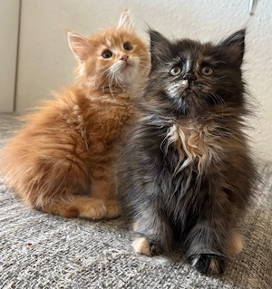 Maine Coon